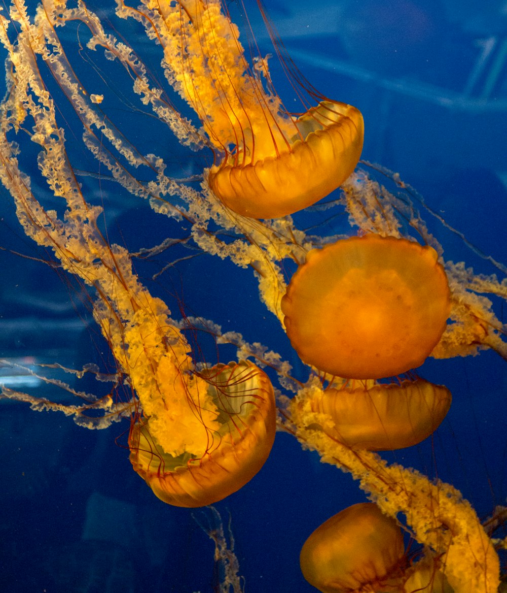 a group of jellyfish swimming in an aquarium