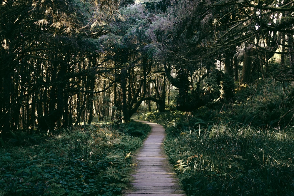 a wooden path in the middle of a forest