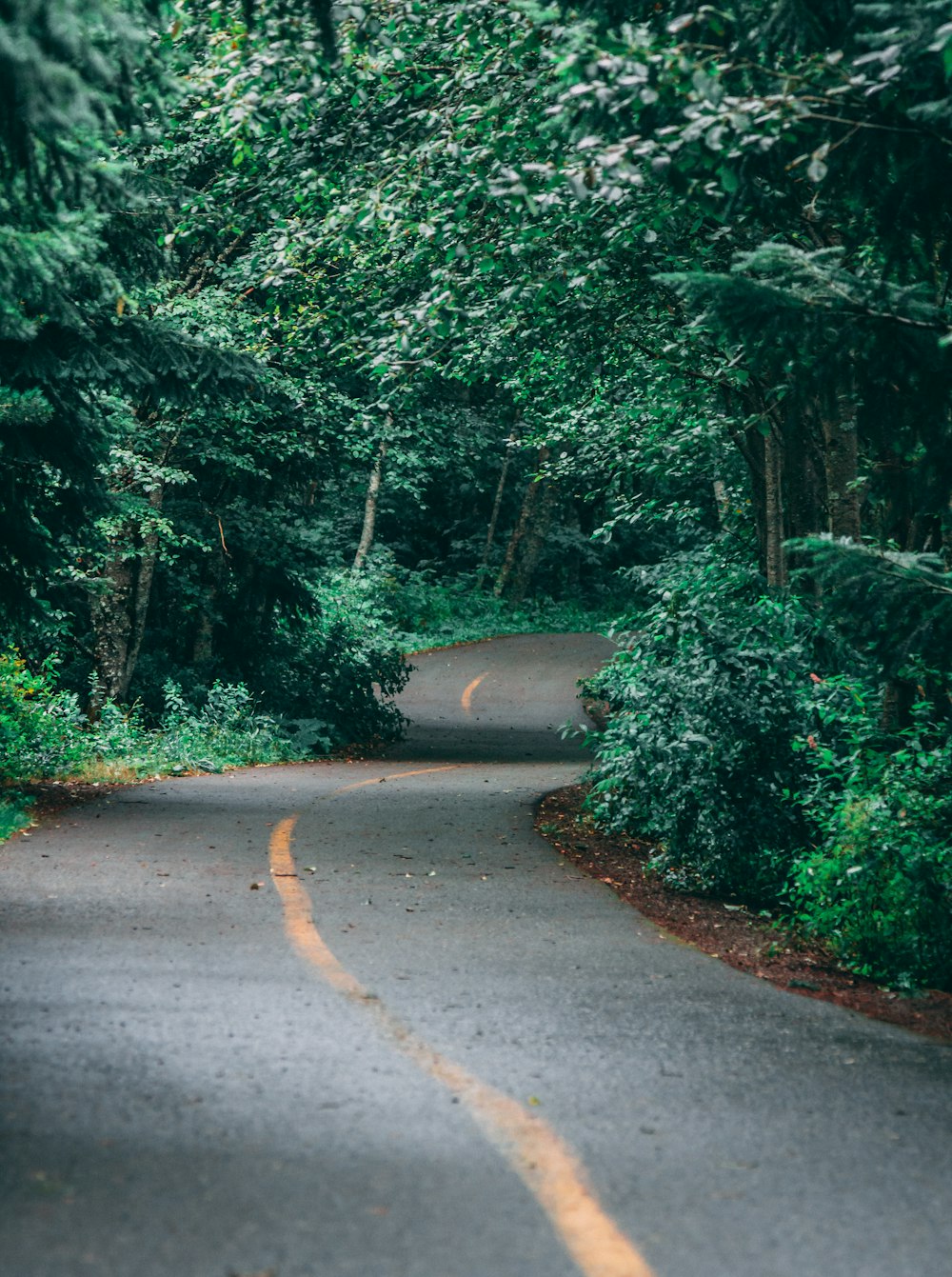 a winding road surrounded by trees and bushes