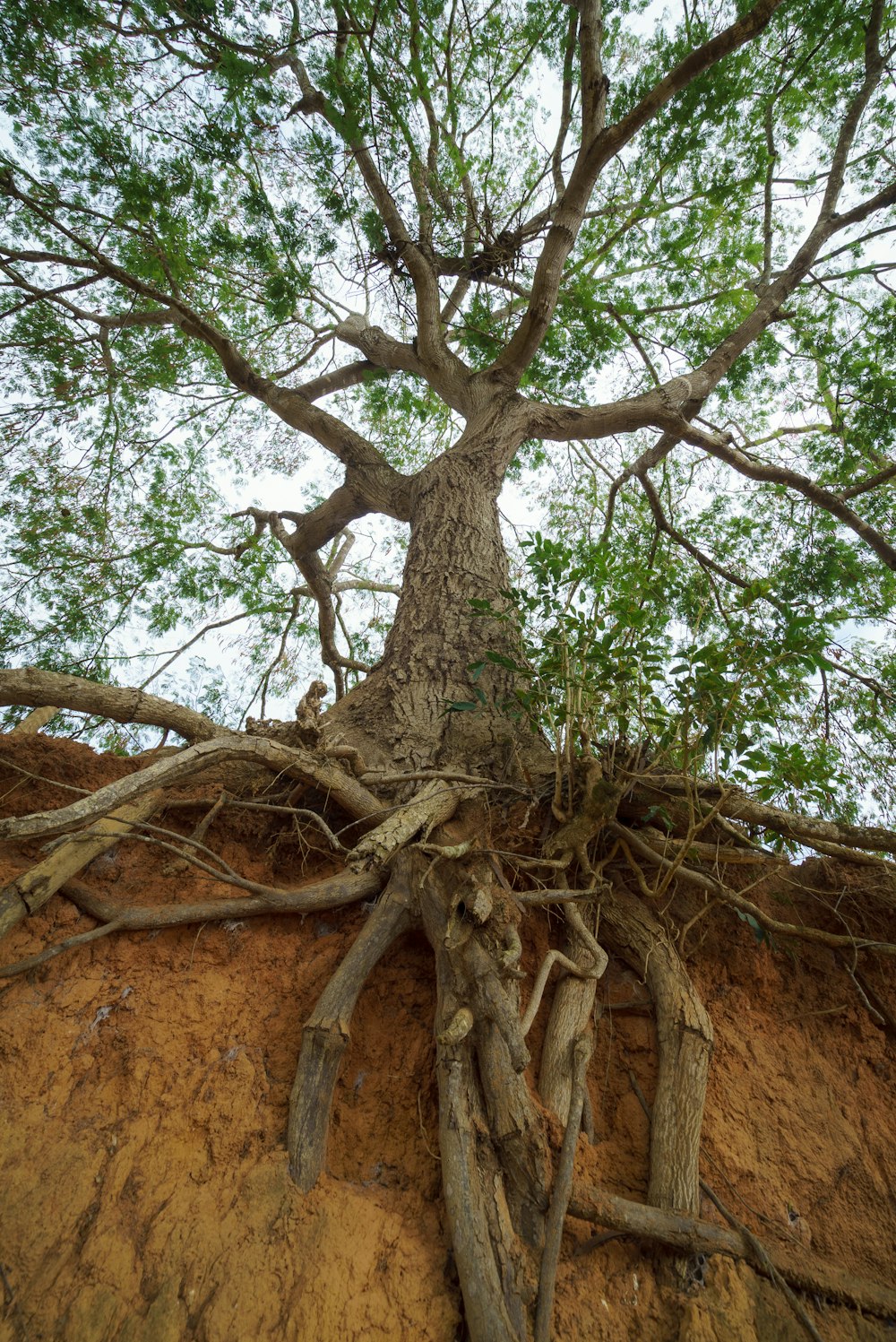 a tree that is growing out of the ground