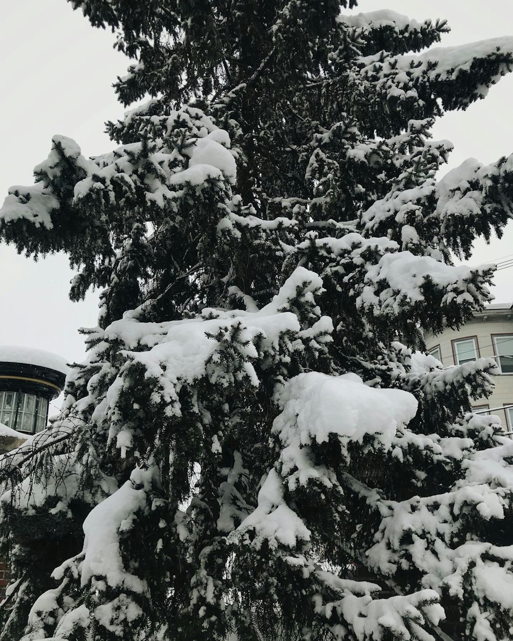a snow covered pine tree in front of a building