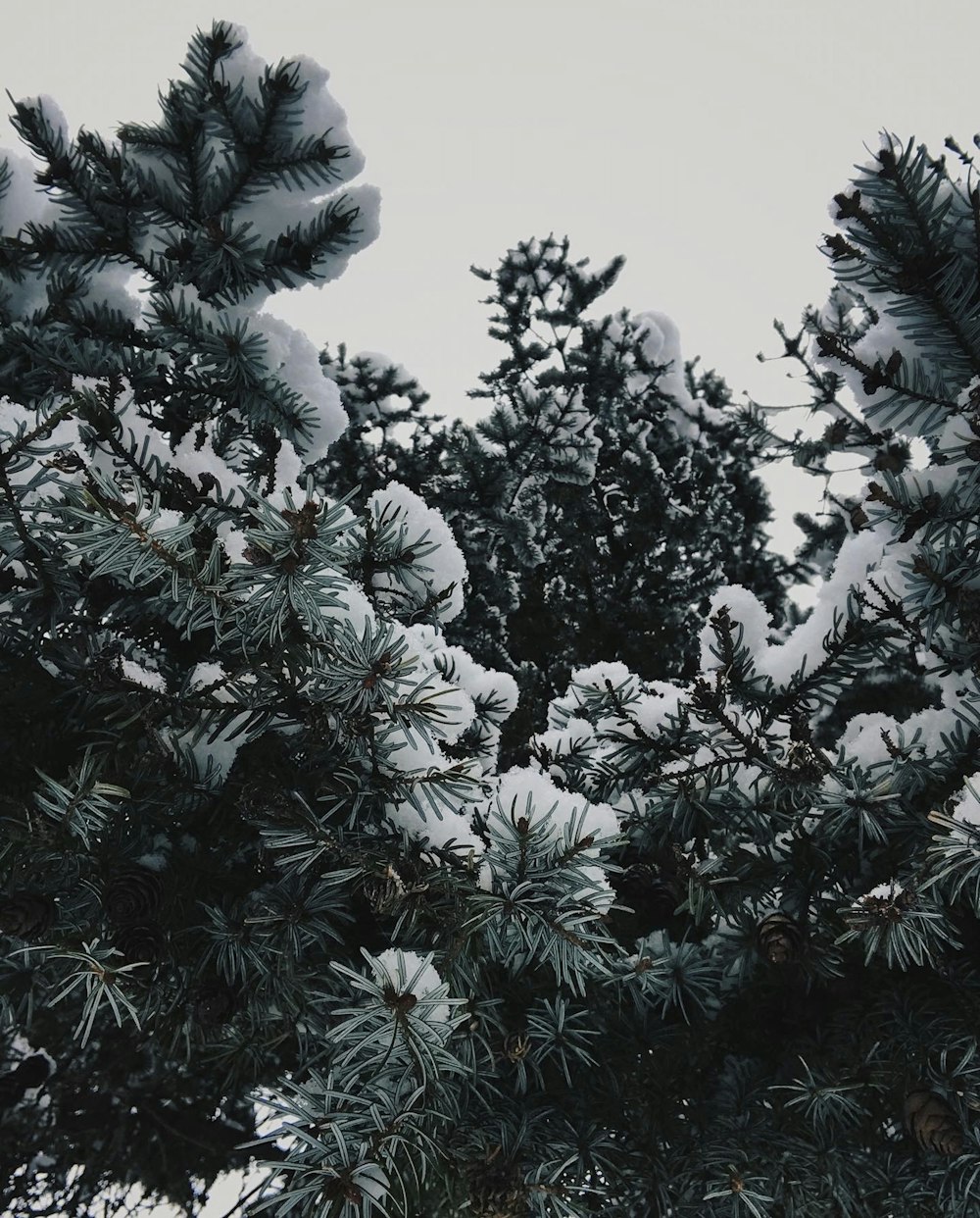 a pine tree covered in snow on a snowy day