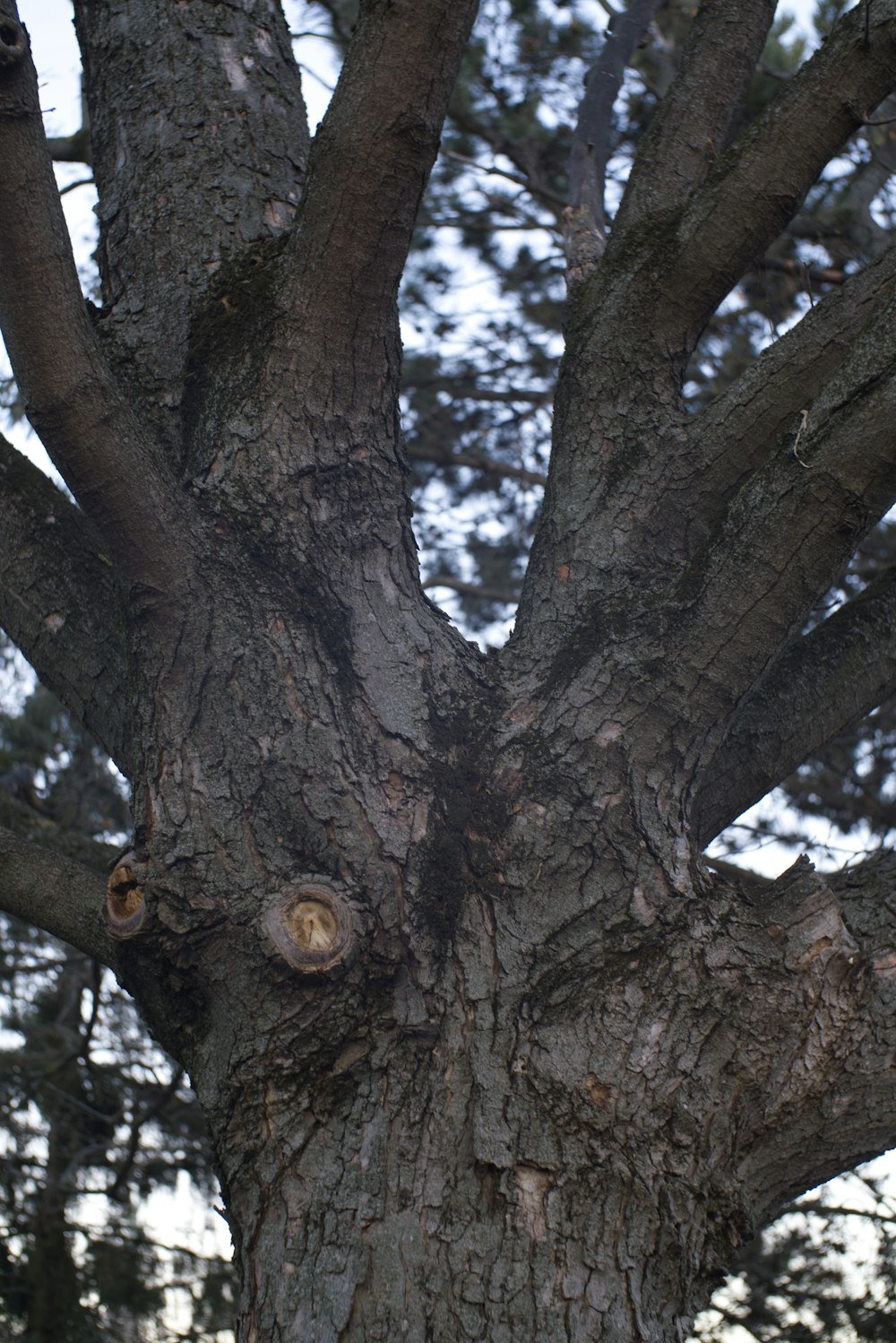 a close up of a tree with a bird in it's mouth
