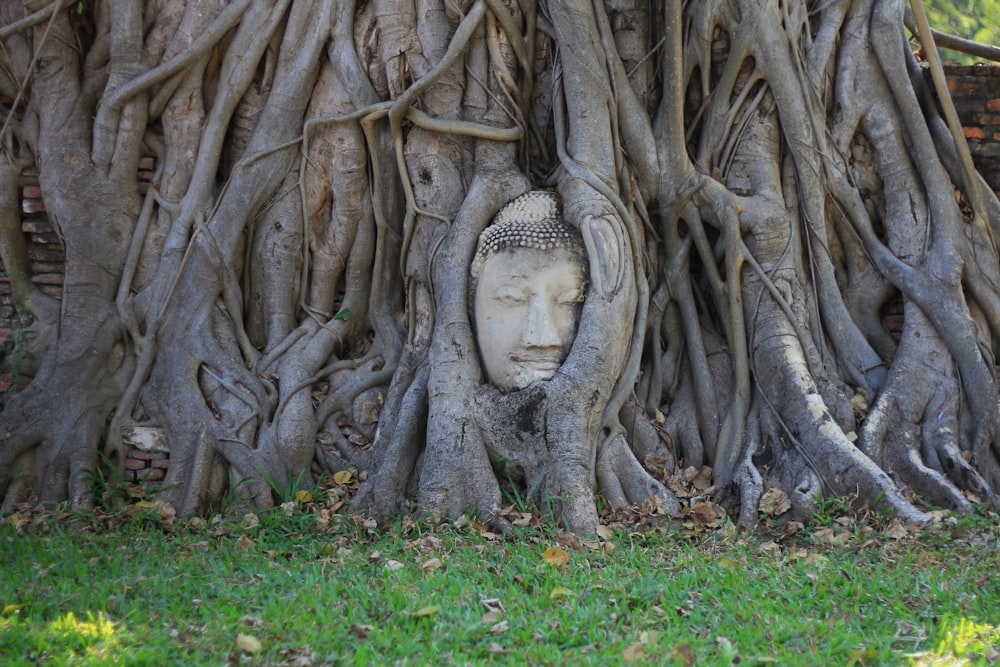 a buddha head in the middle of a tree