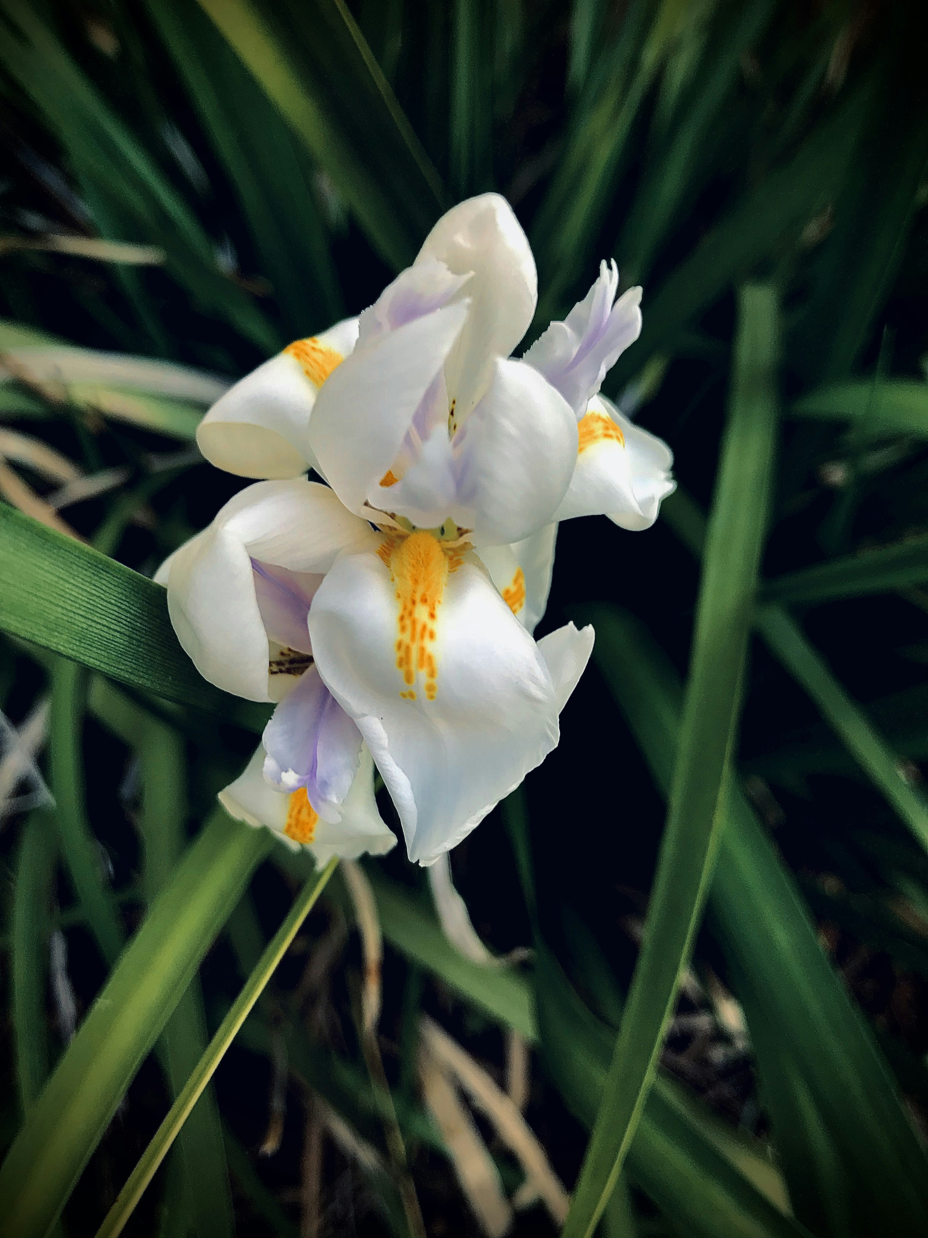 Photo by purplesinatra