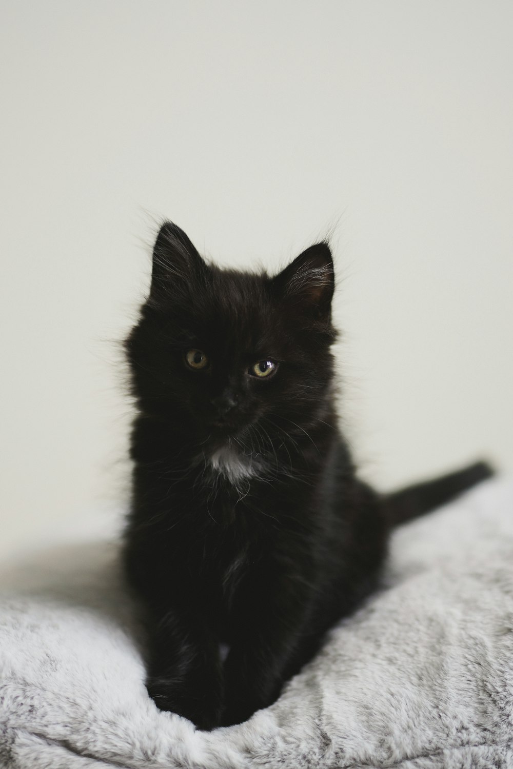 a black kitten sitting on top of a white blanket