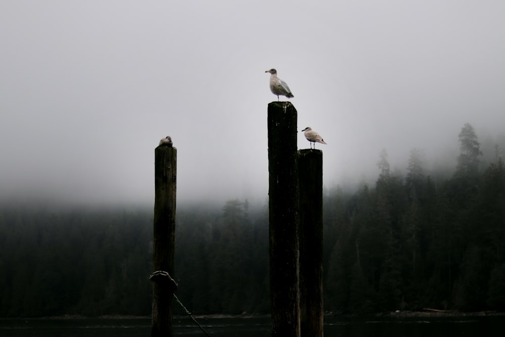 two seagulls perched on wooden posts on a foggy day