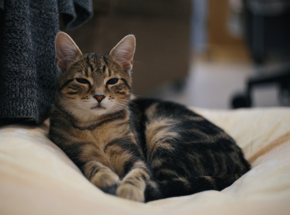 a cat is laying down on a bed