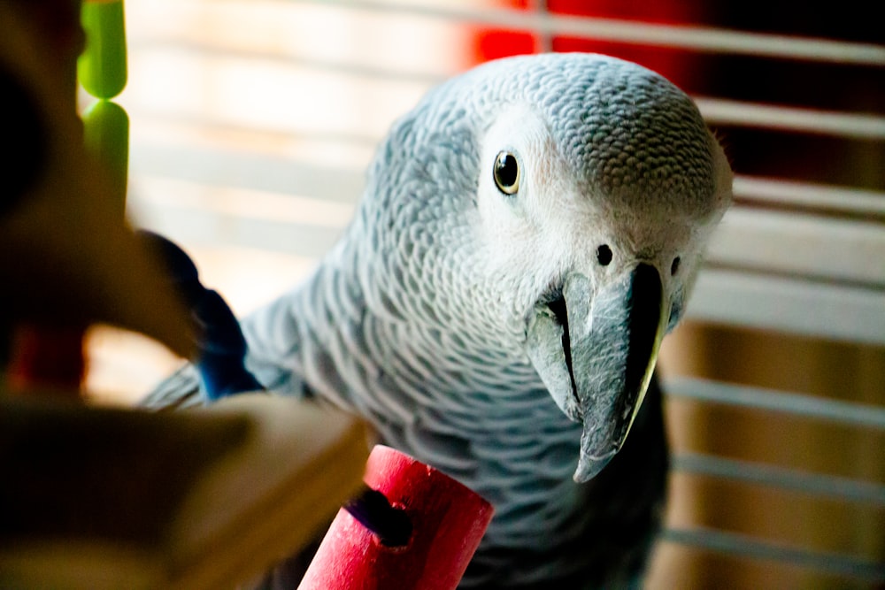 a close up of a bird near a window