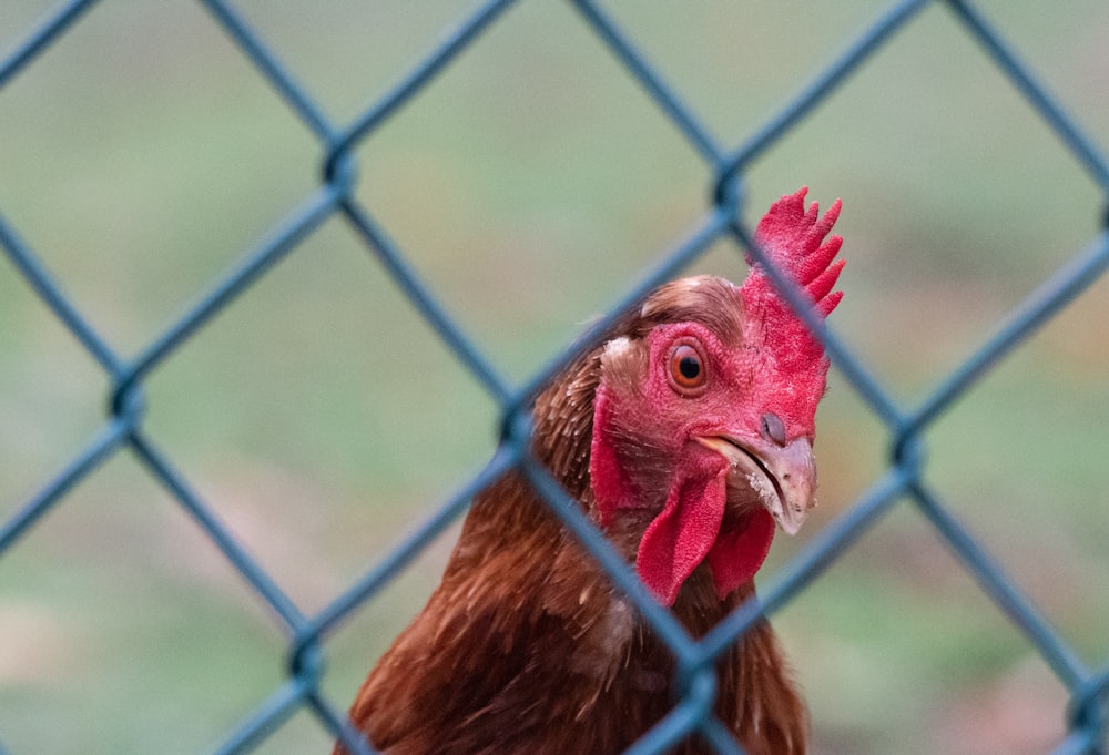 a close up of a chicken behind a fence