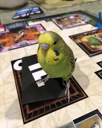 A green and yellow budgerigar is standing on a board game. The game board displays various colors and sections, with other game pieces visible in the background. The bird appears curious and attentive.