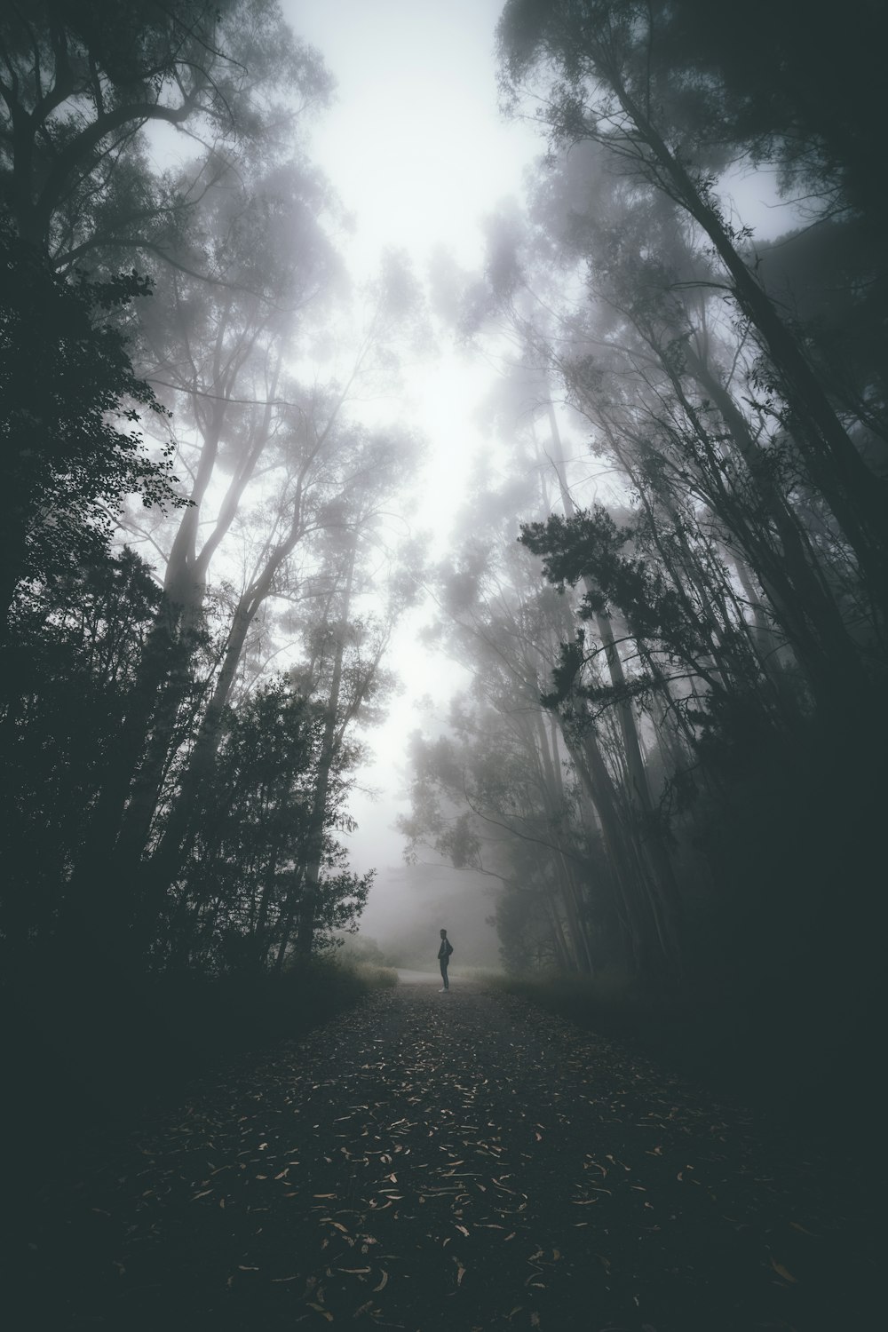 a person standing in the middle of a forest