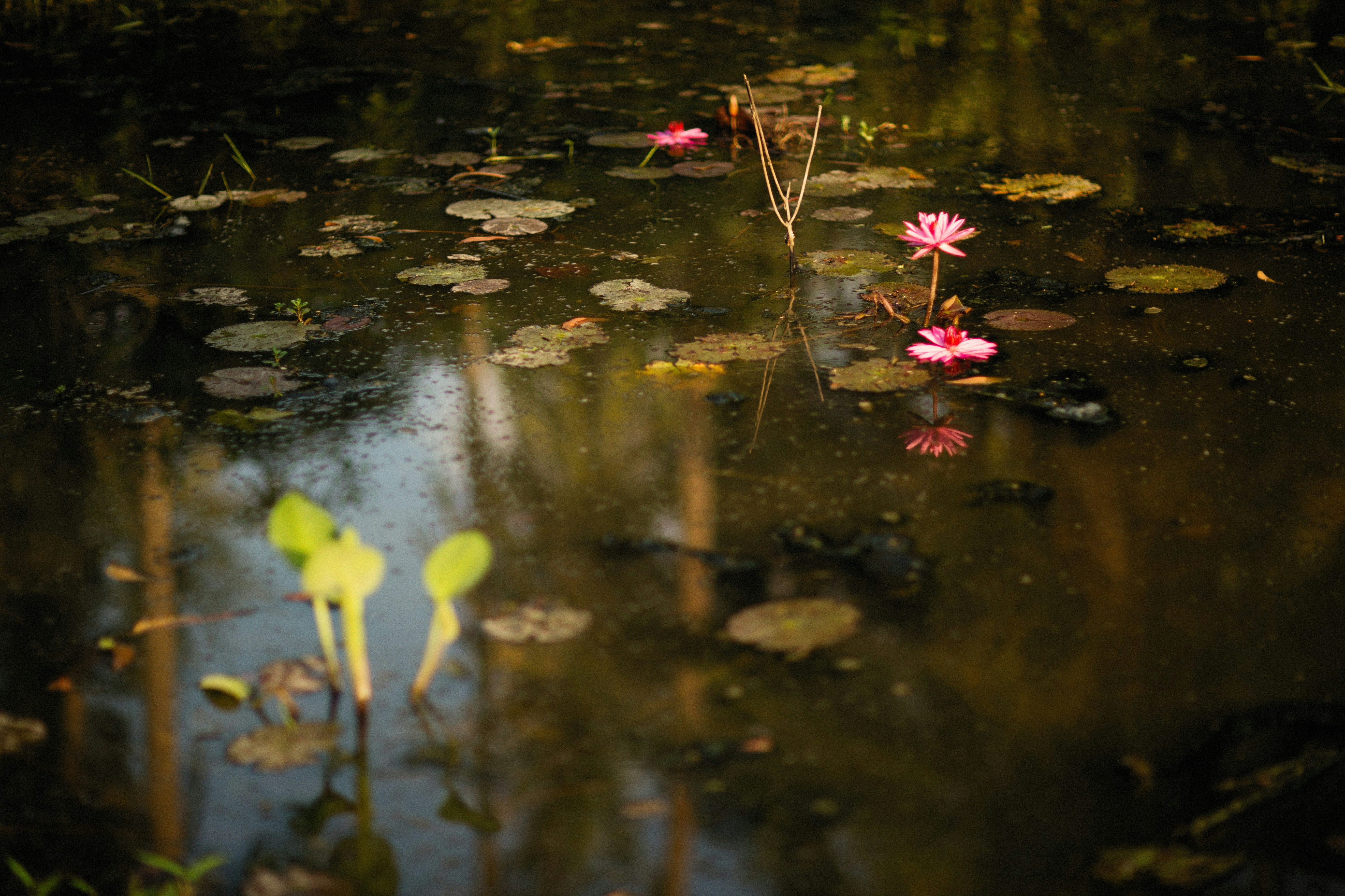 Photo by alexeydemidov