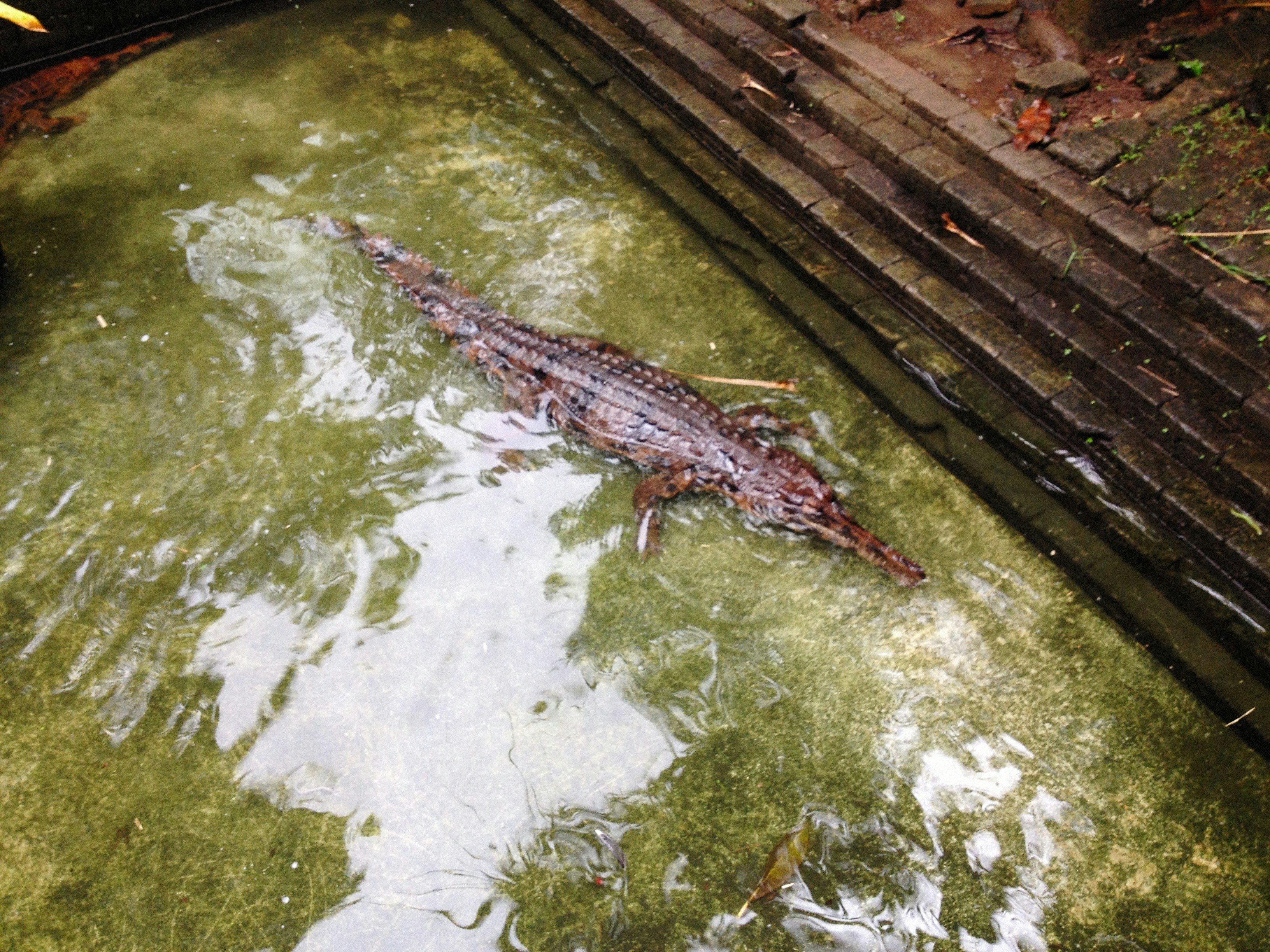 buaya besar tergeletak di atas badan air
