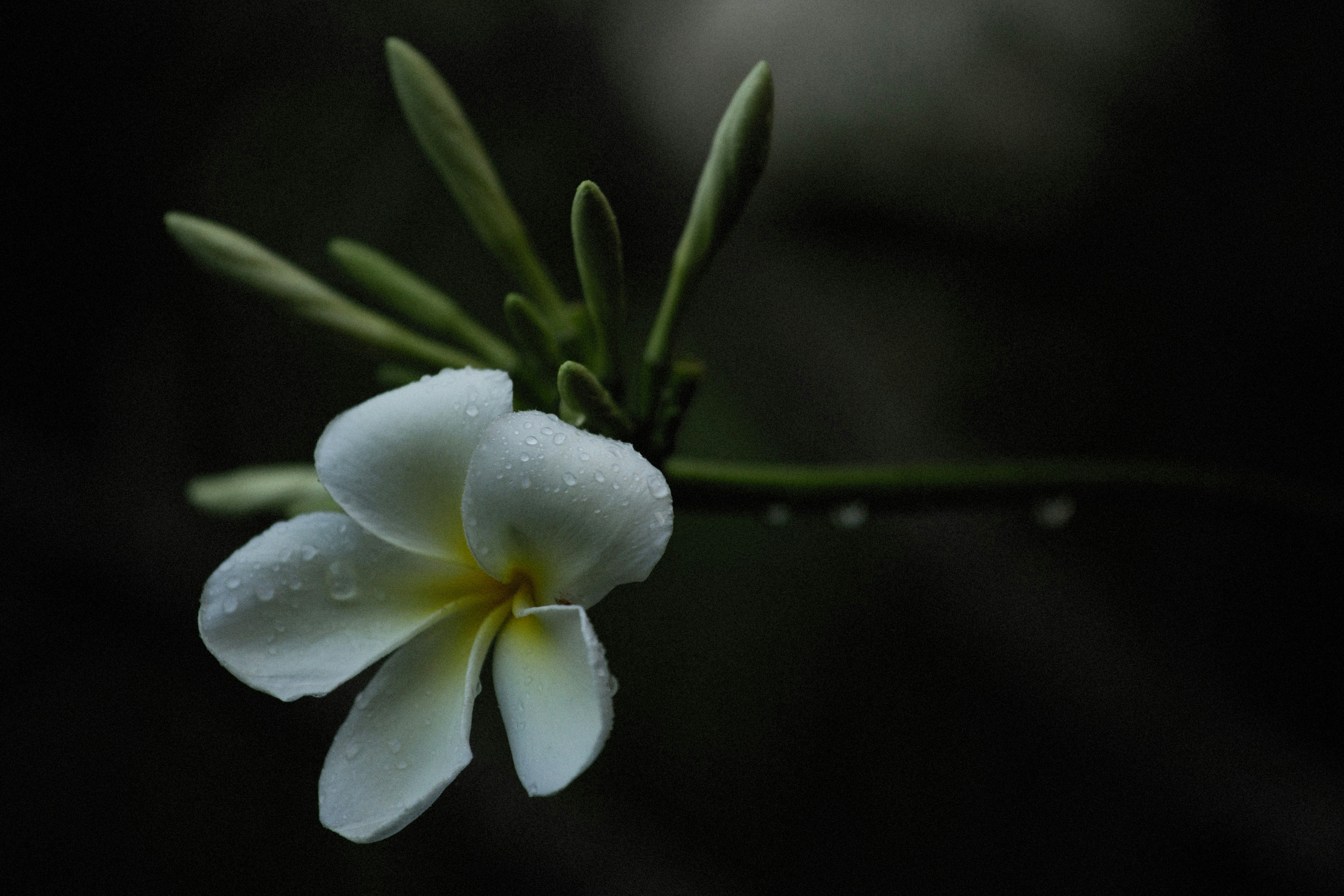 Photo by alexeydemidov