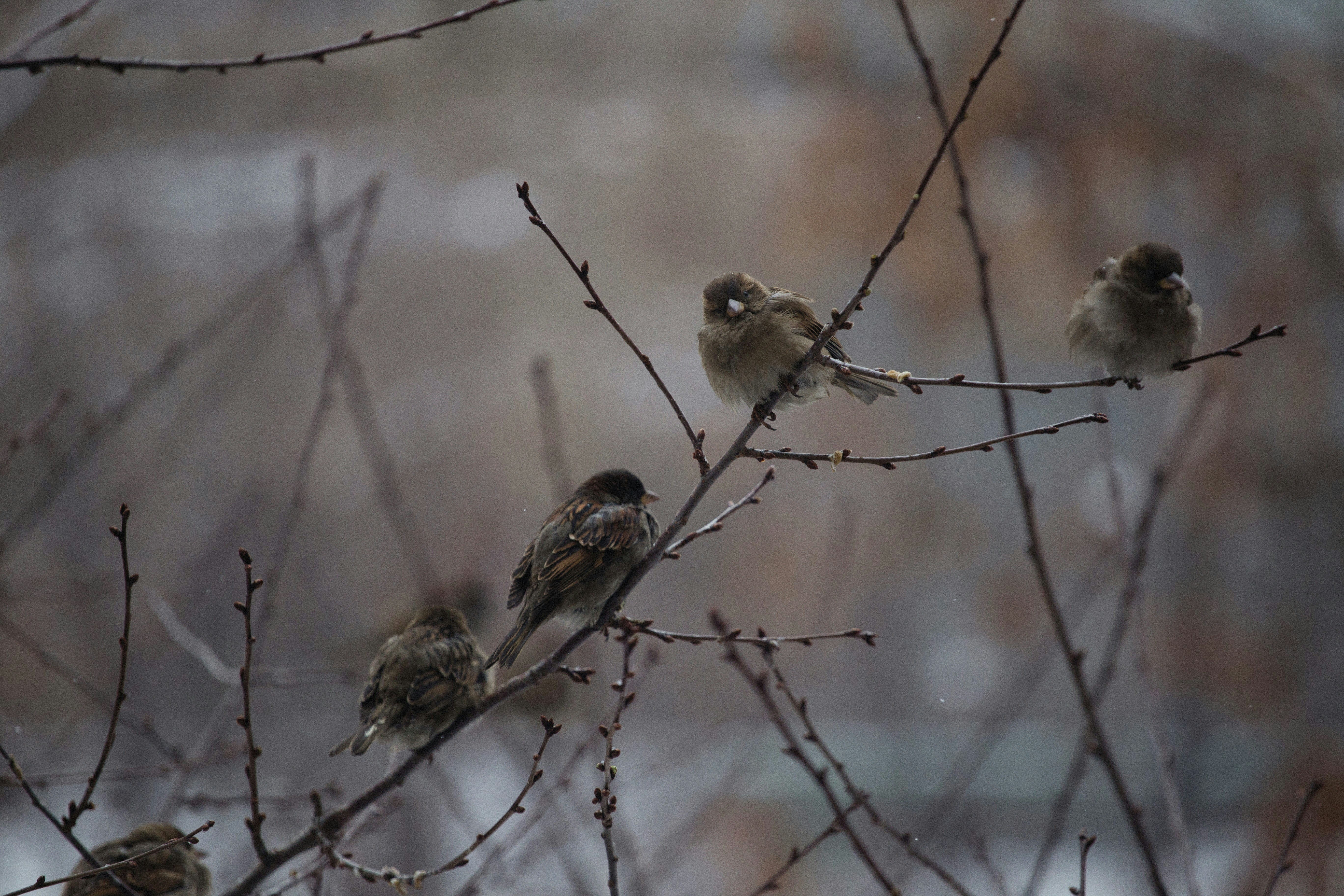 a group of birds sitting on top of a tree branch photo – Free Grey ...