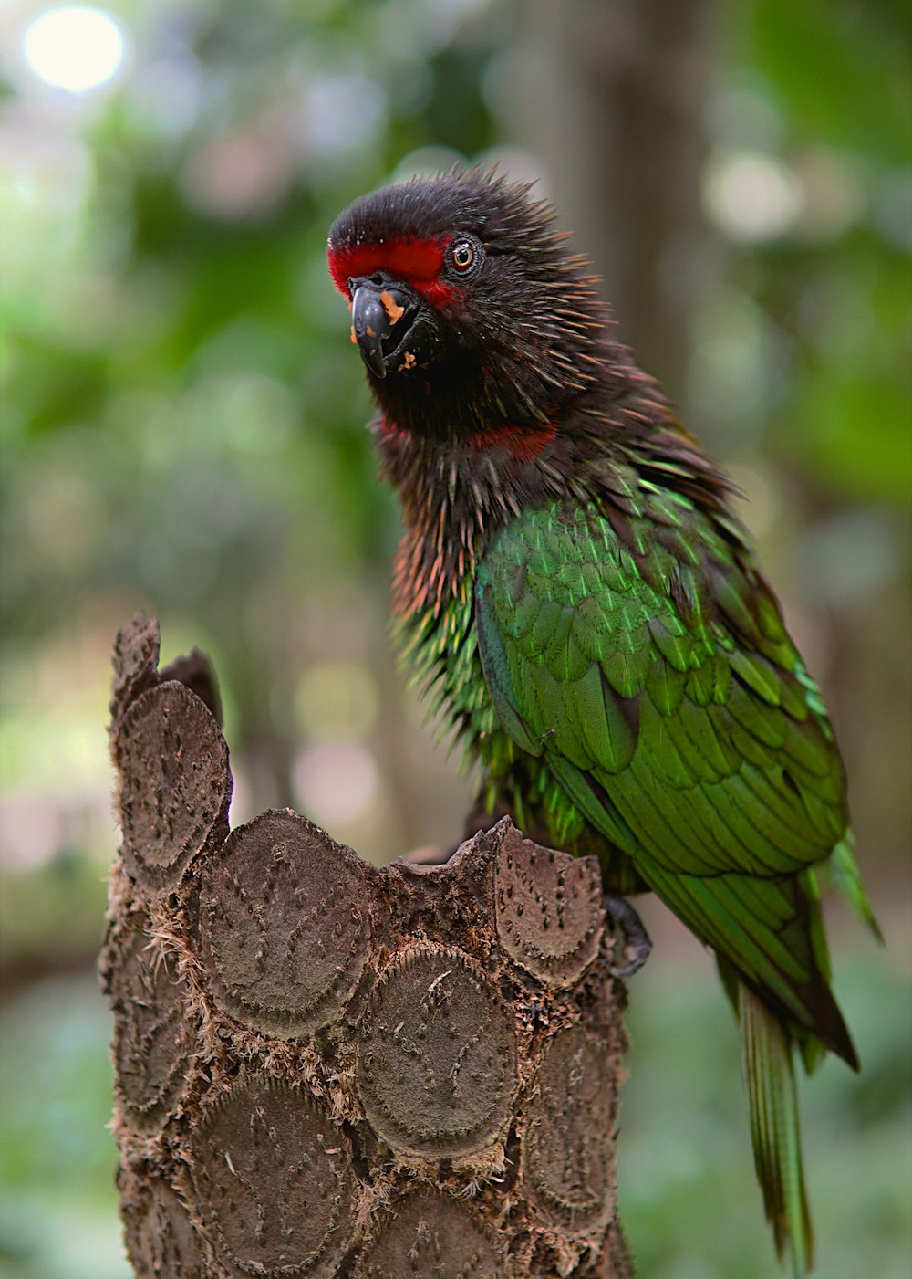 a green and red bird sitting on top of a tree