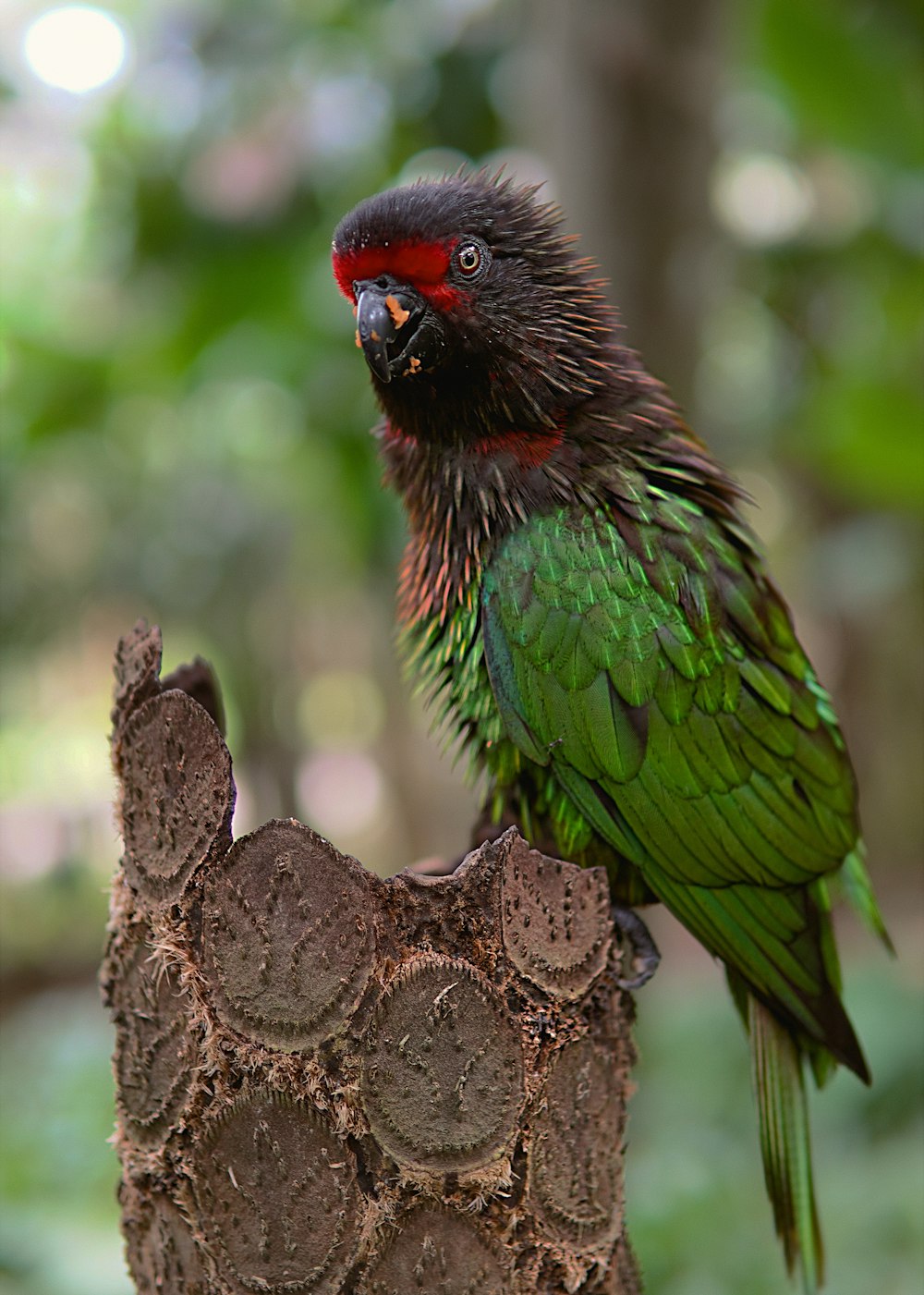 Ein grün-roter Vogel, der auf einem Baum sitzt