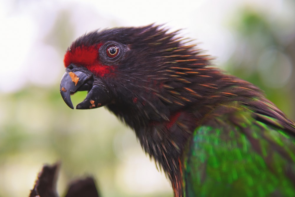 a close up of a parrot with a blurry background