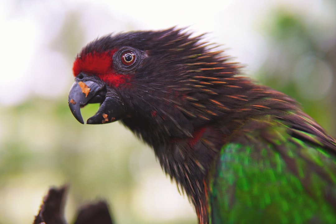 Rare Birds and Ancient Temples A Birder's Guide to Bali Barat Natio… — Rare Birds and Ancient Temples A
