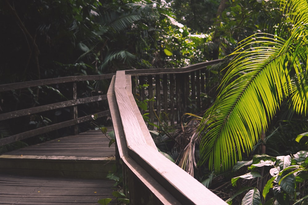 a wooden walkway in the middle of a forest