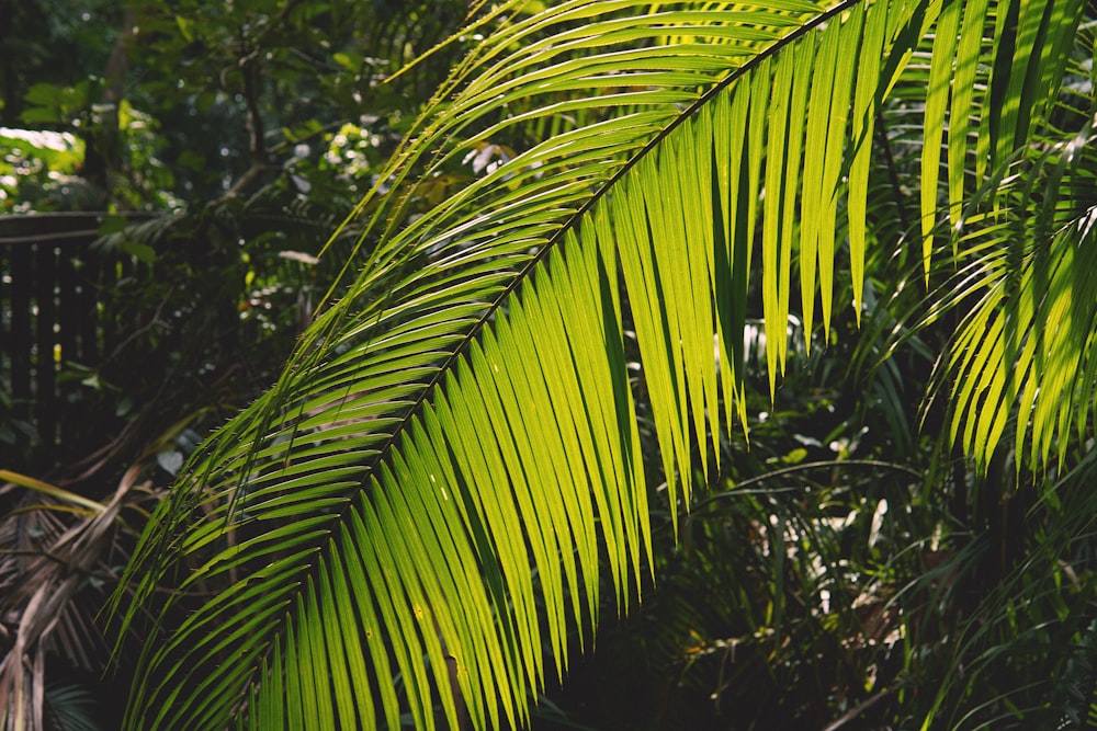 a close up of a green leaf on a tree