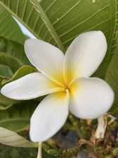 a white and yellow flower with green leaves