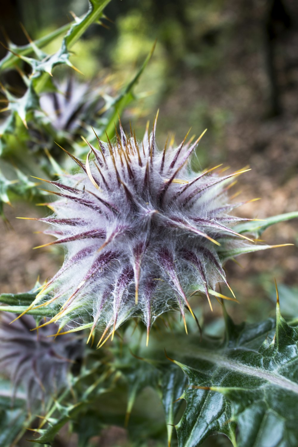 a close up of a flower on a plant