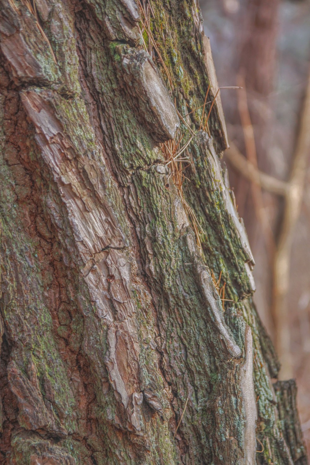 a bird perched on a tree trunk in the woods