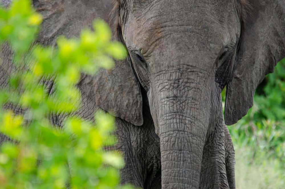 a close up of an elephant with trees in the background