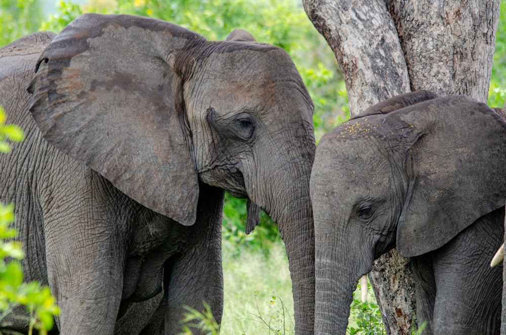 나무 옆에 서 있는 코끼리 두 마리