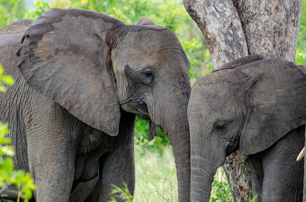 a couple of elephants standing next to a tree