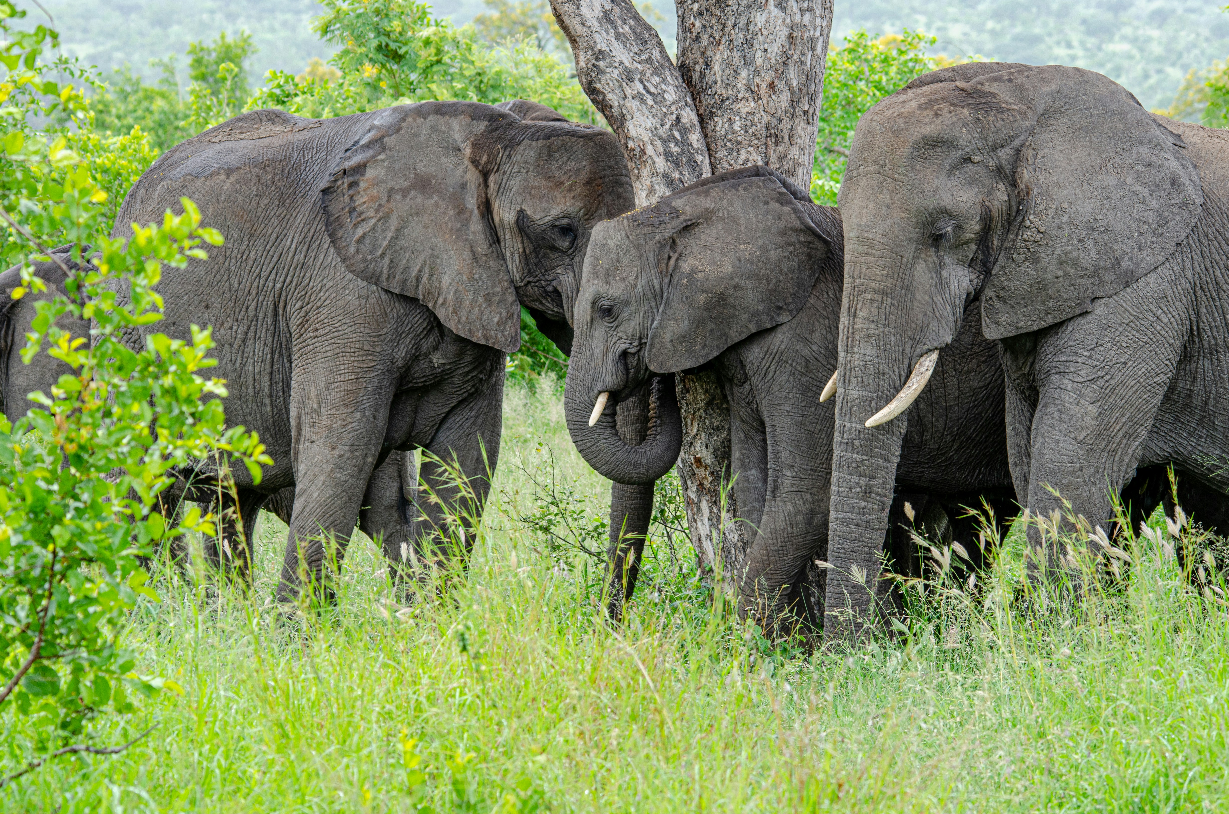 Photo by stewardesign