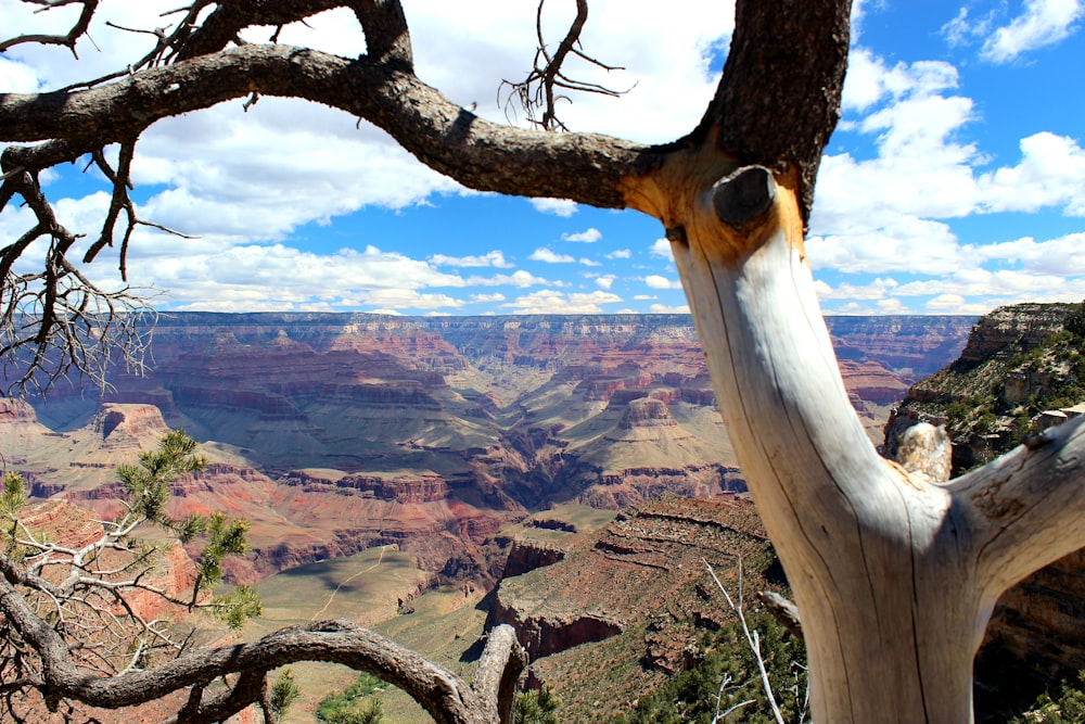 a dead tree in the foreground of a grand canyon