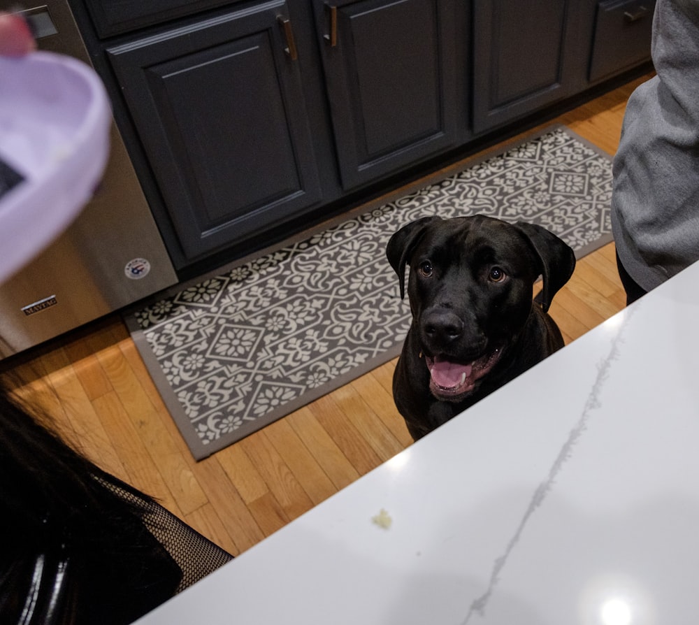 um cão preto sentado em um chão de cozinha