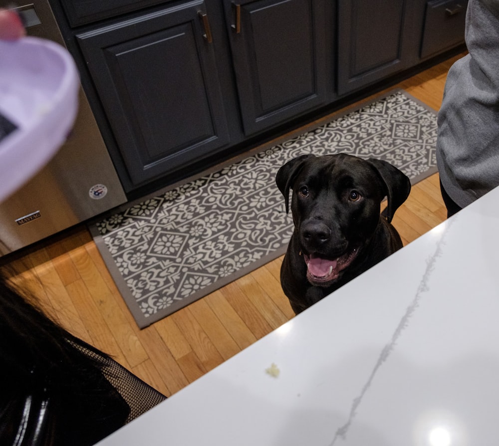 a black dog sitting on a kitchen floor