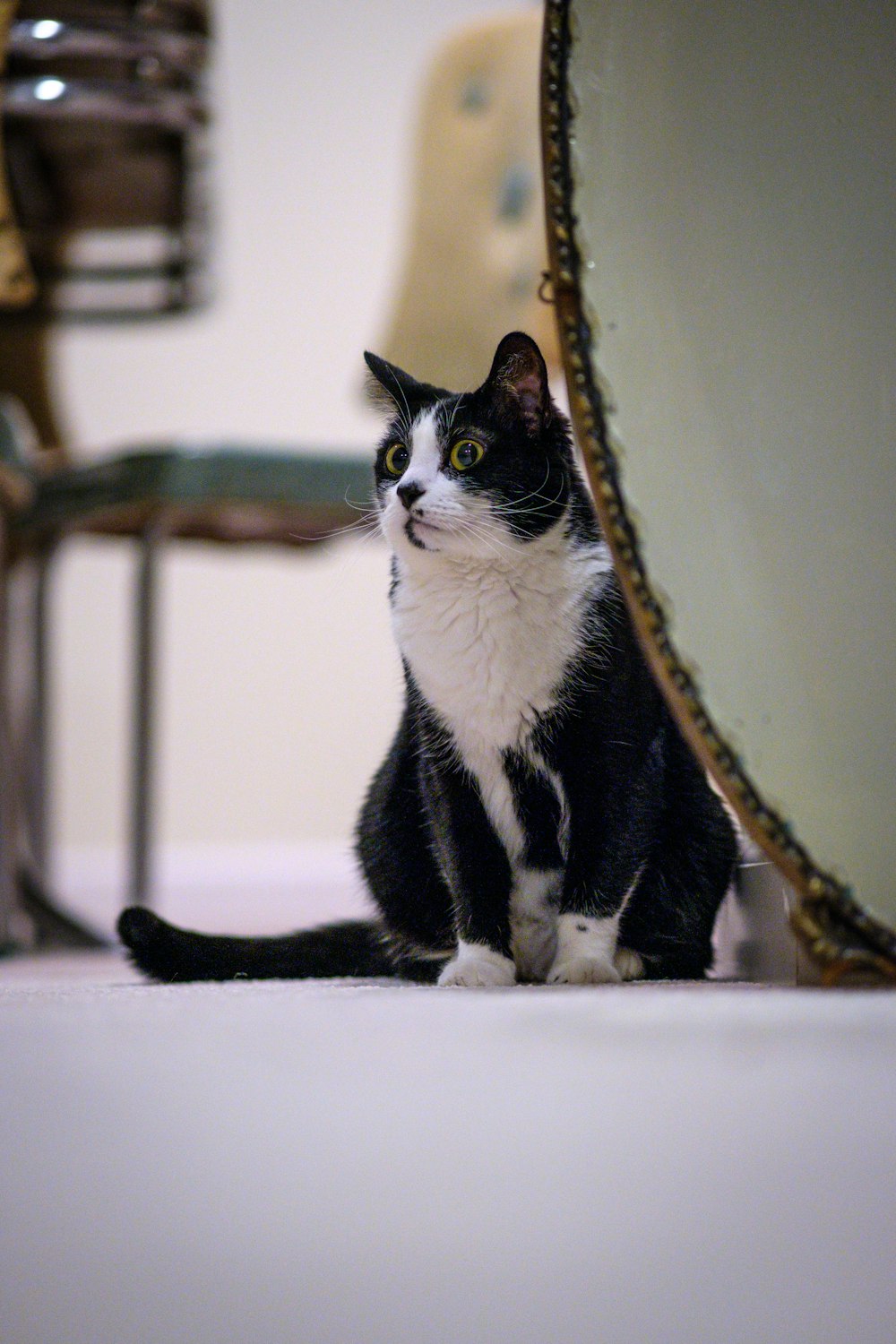 a black and white cat sitting in front of a mirror