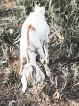 A goat with light brown markings is grazing on trimmed grass in a natural setting. The ground is dry and there is sparse green grass surrounding the goat. The lighting is soft, suggesting an early morning or late afternoon.