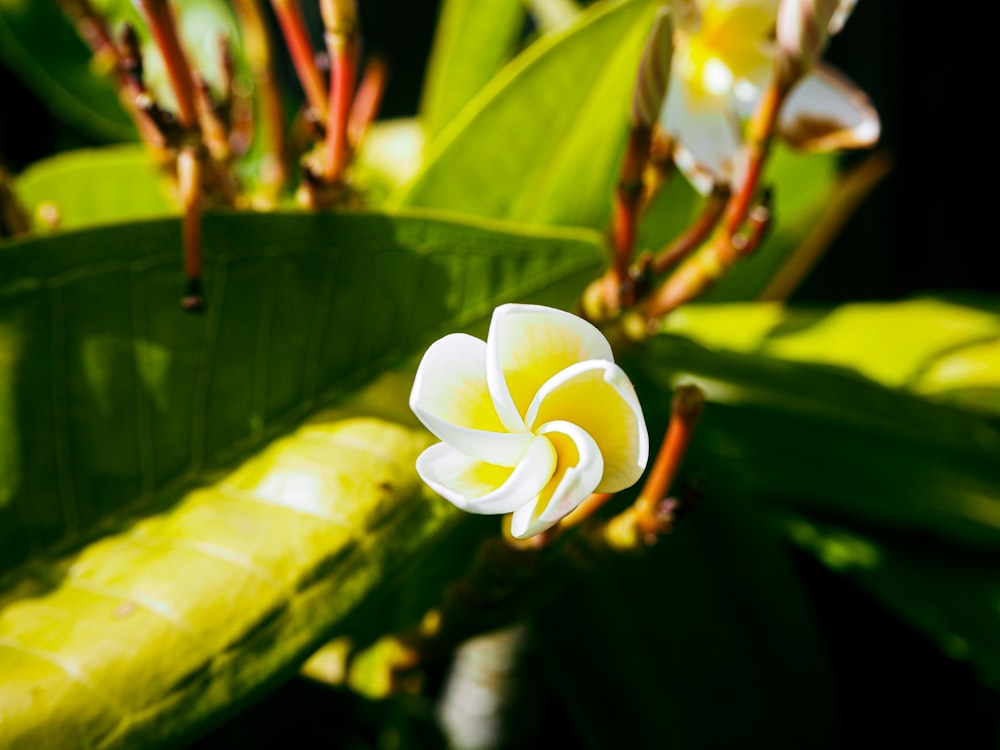 a close up of a flower on a plant