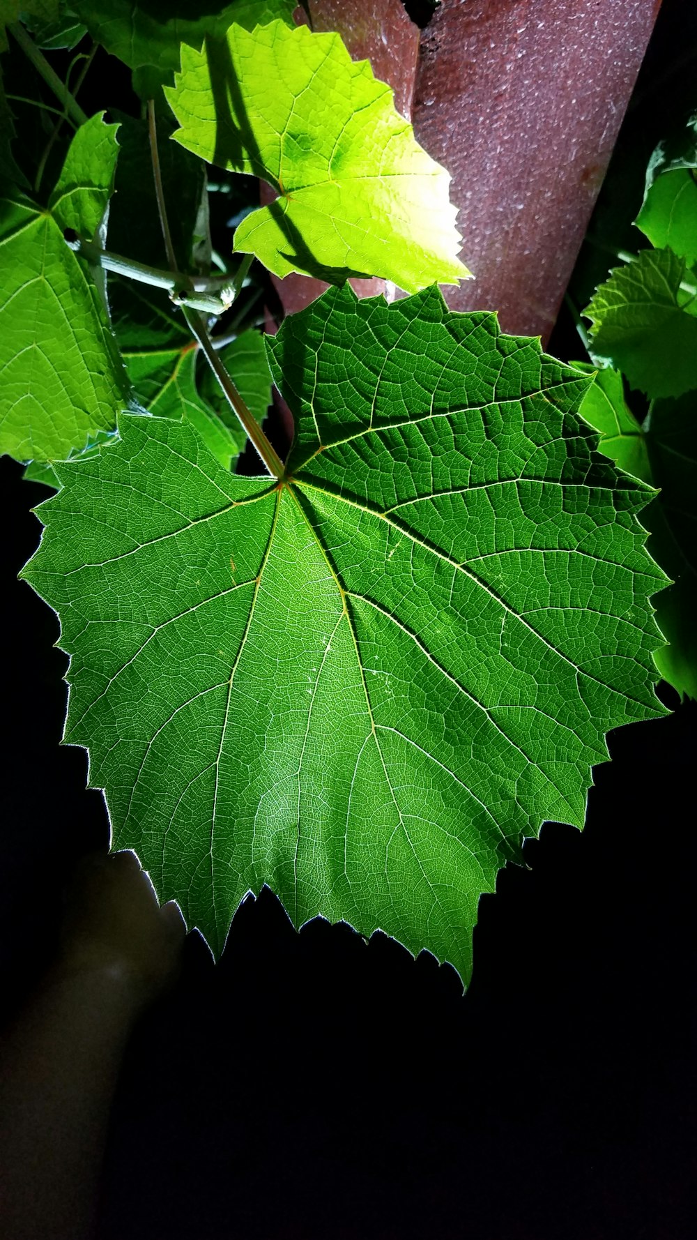 a close up of a green leaf on a tree