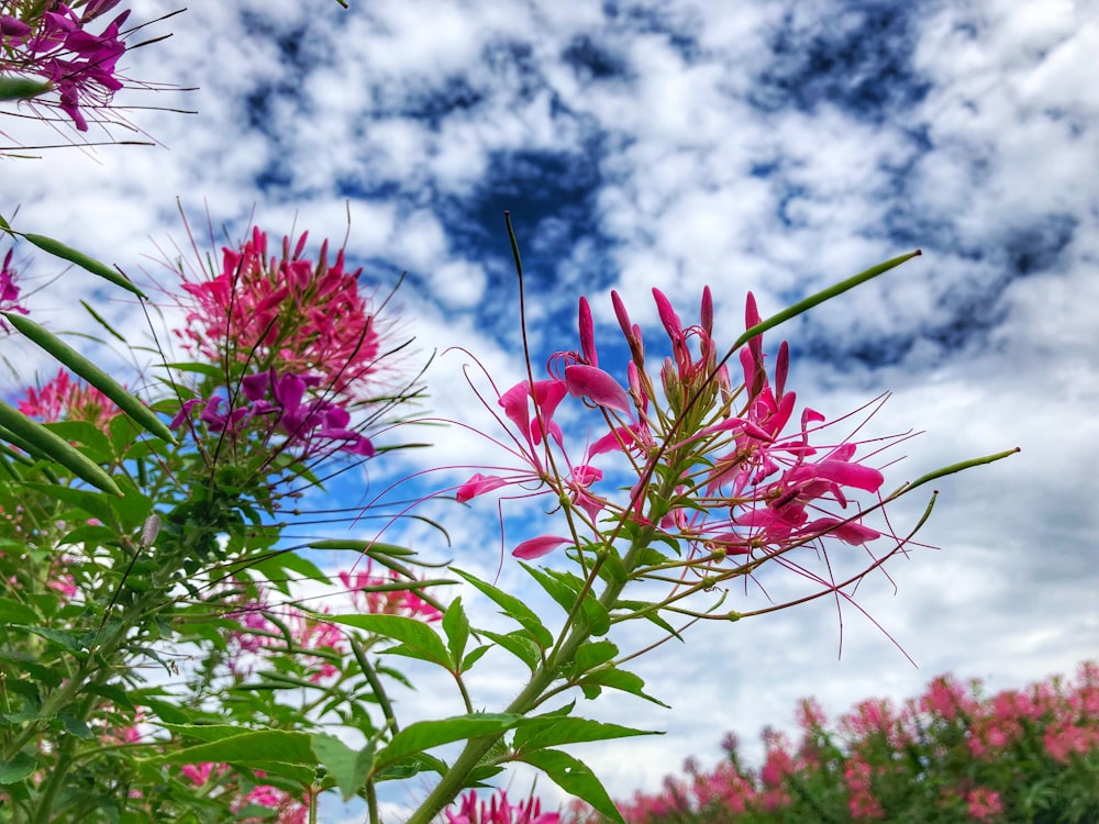 a bunch of flowers that are in the grass