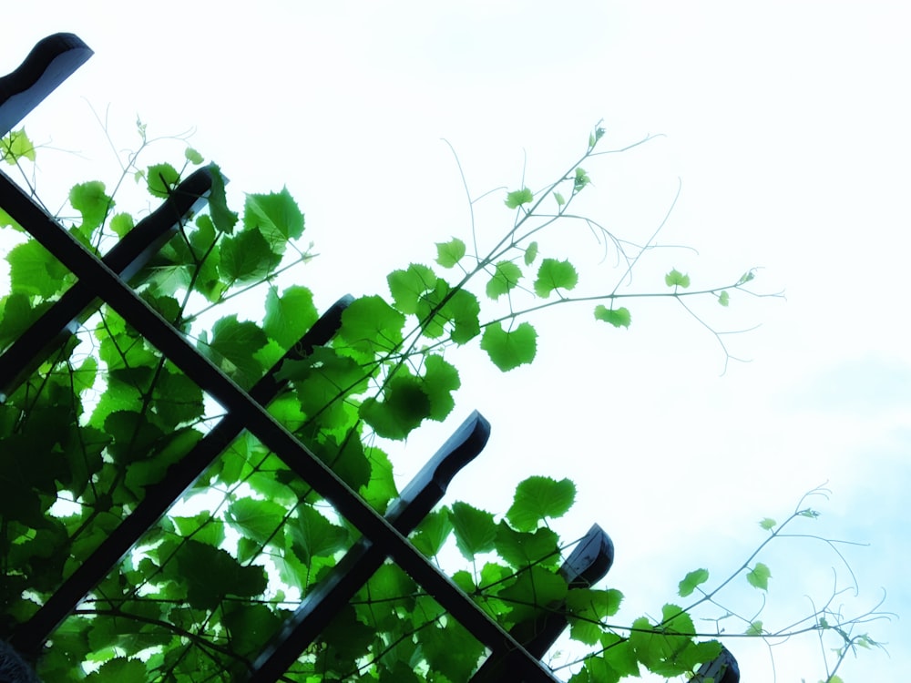 a view of a tree through a fence