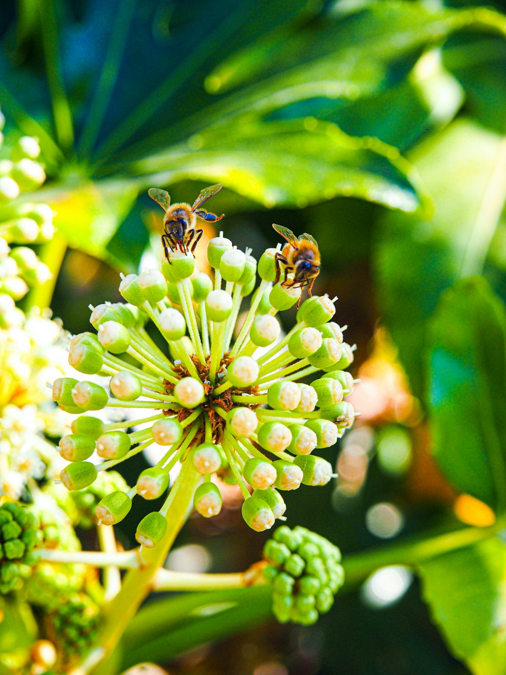 a close up of a bunch of flowers on a tree