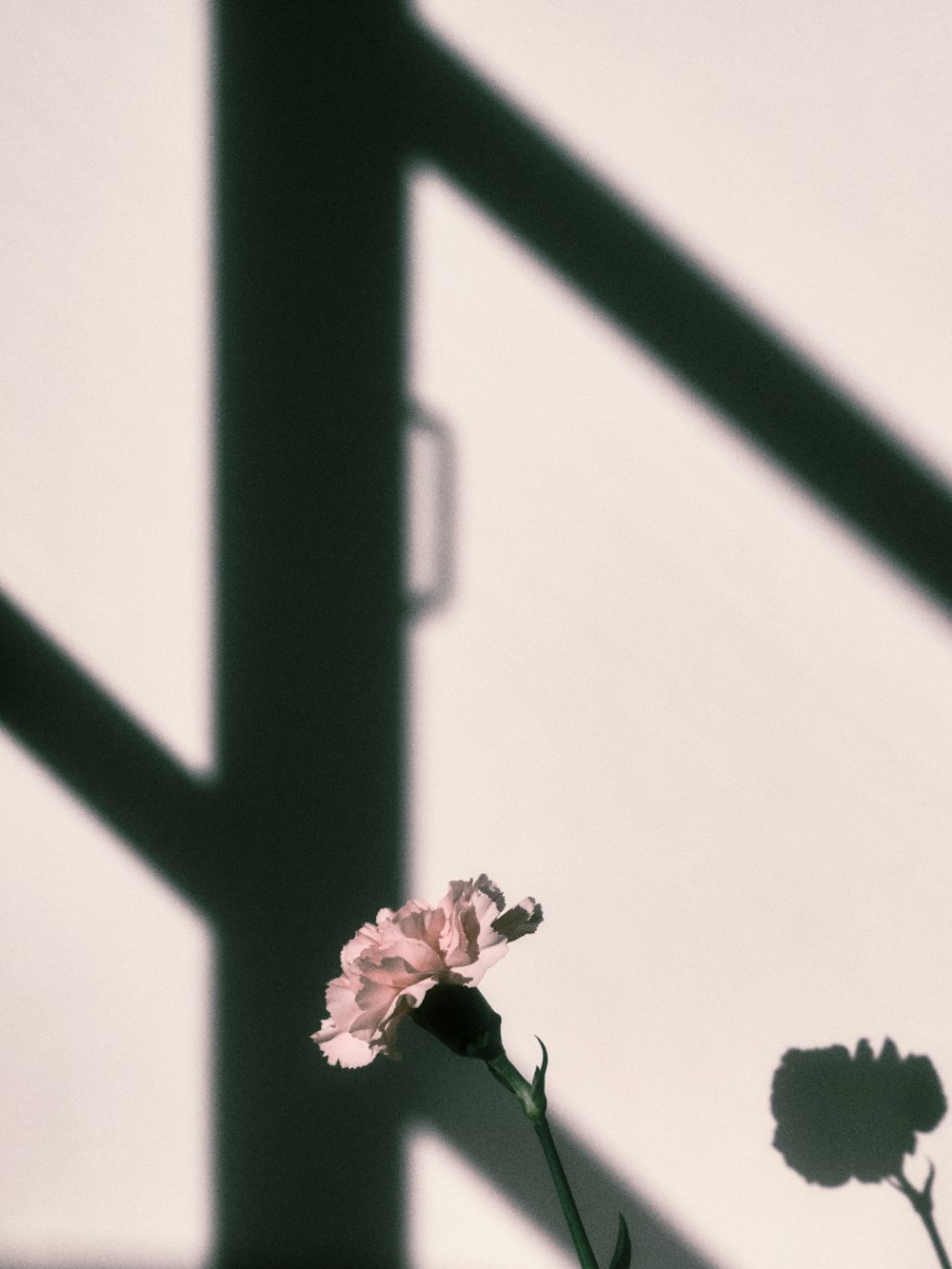 a pink flower sitting in a vase next to a window