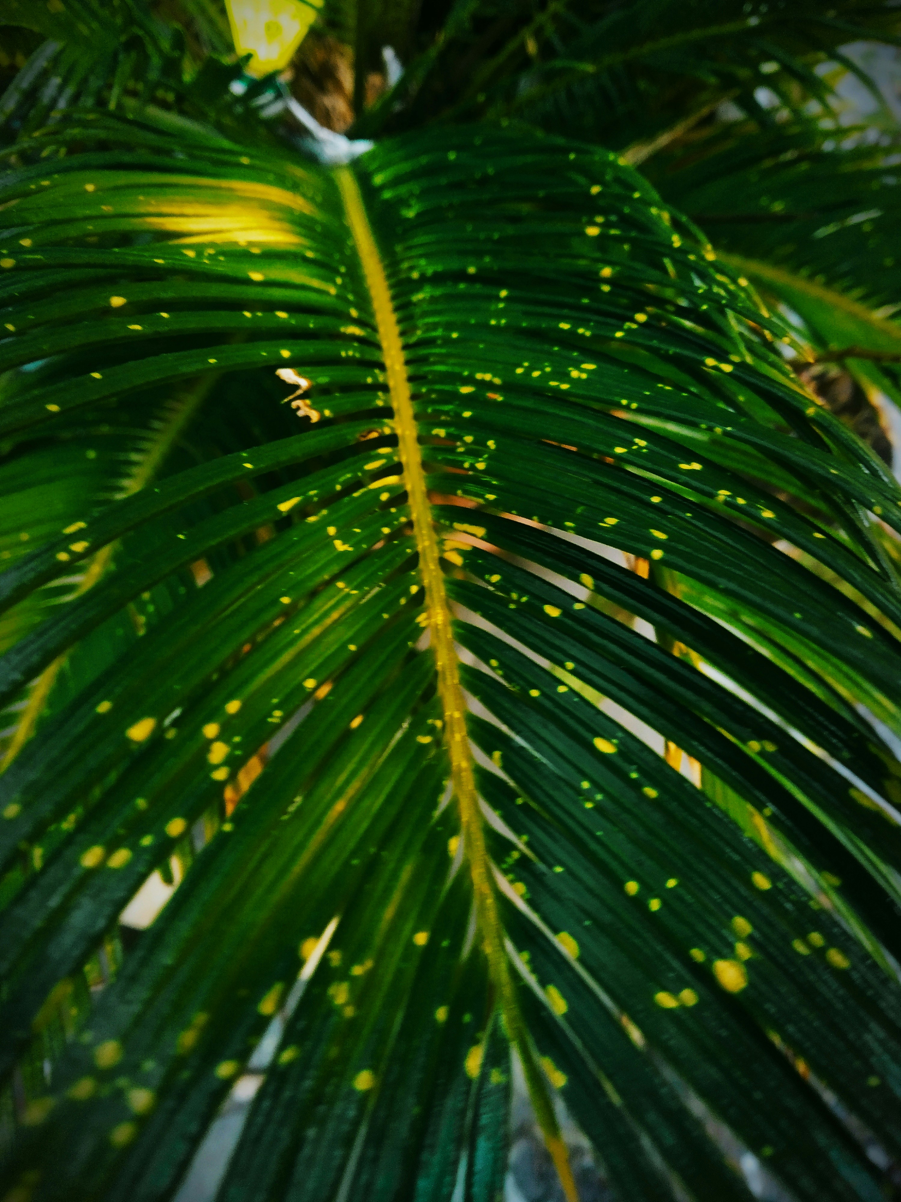 Photo by dendrophile