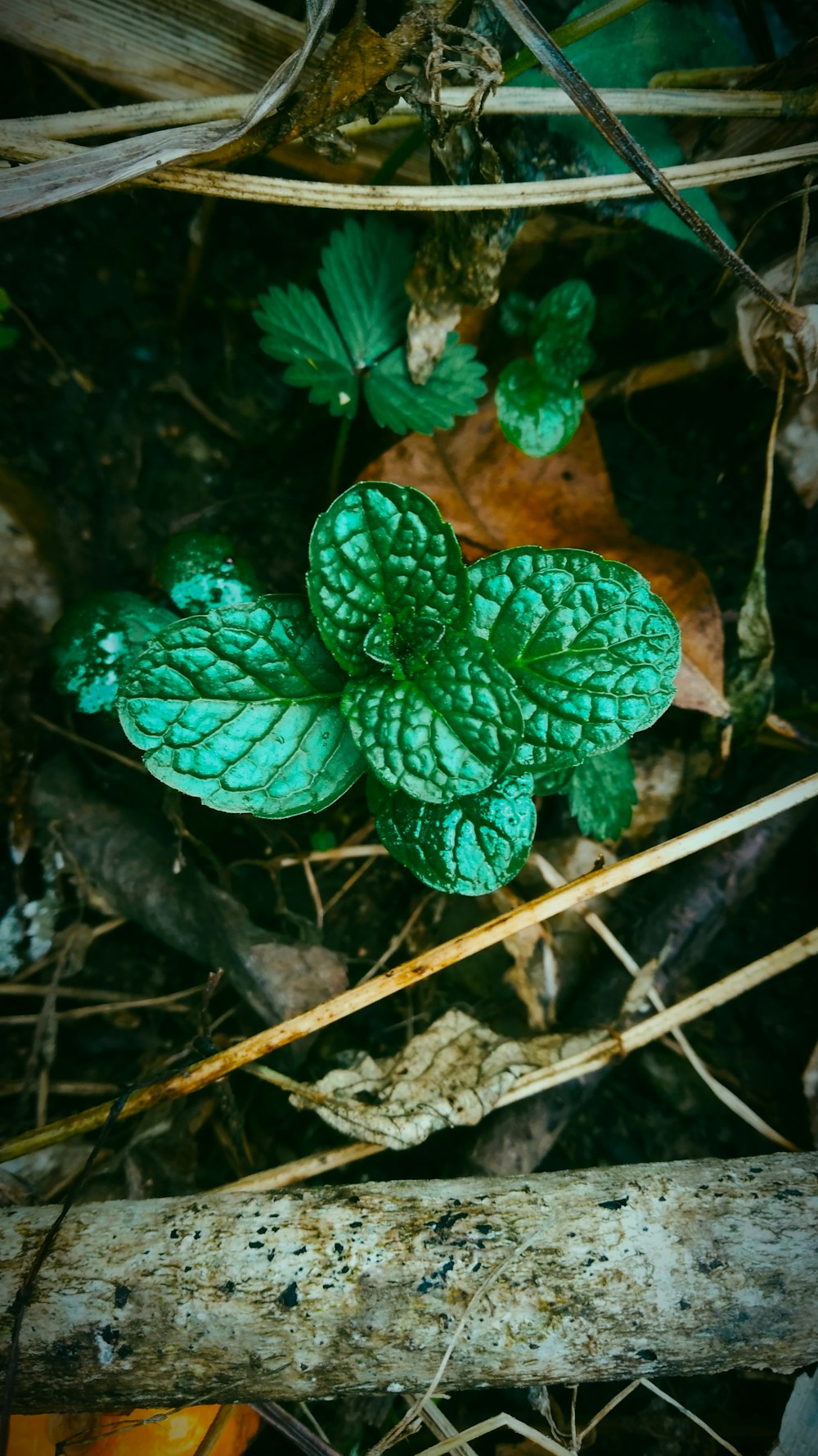a green leafy plant sitting on the ground