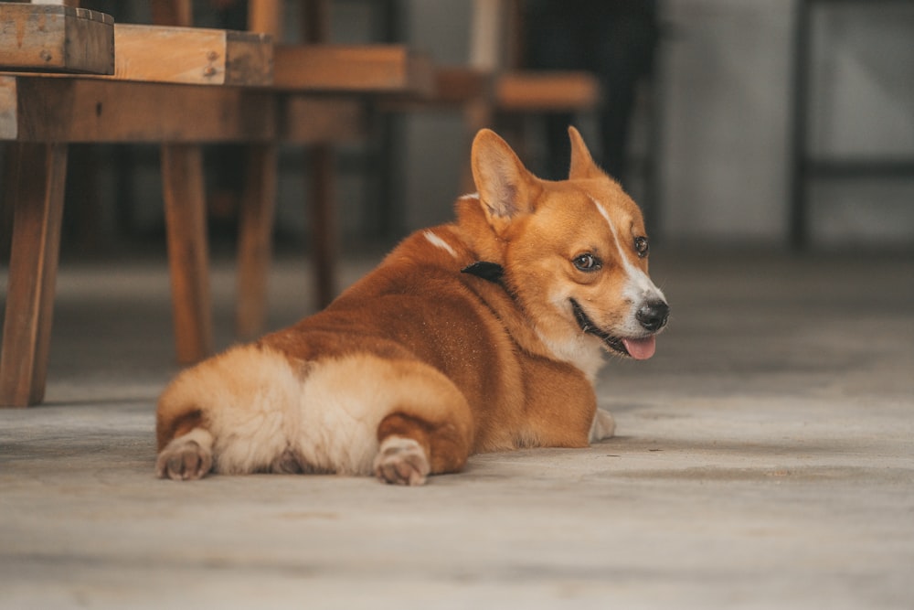 a brown dog laying on the ground next to a wooden table