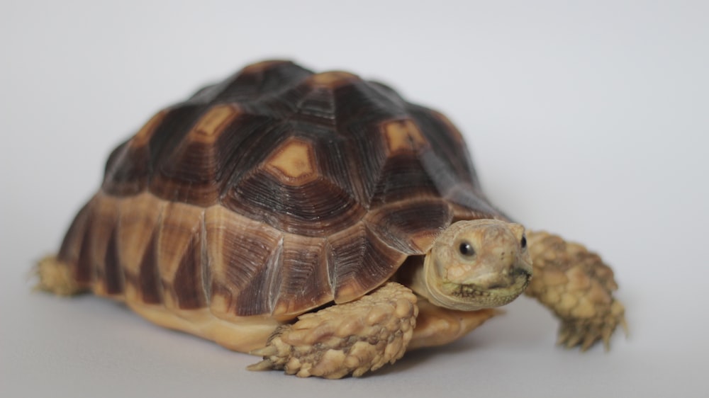 a close up of a turtle on a white background