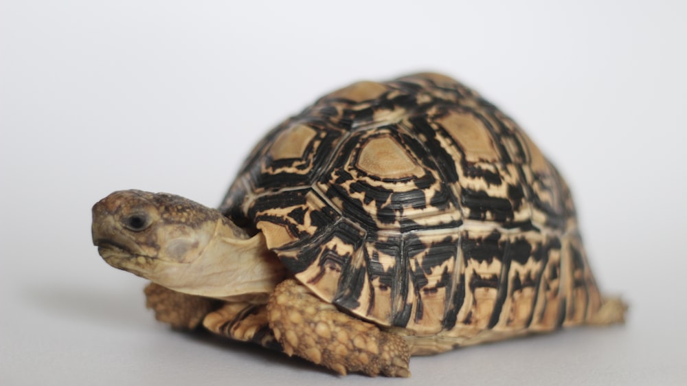 a close up of a turtle on a white background