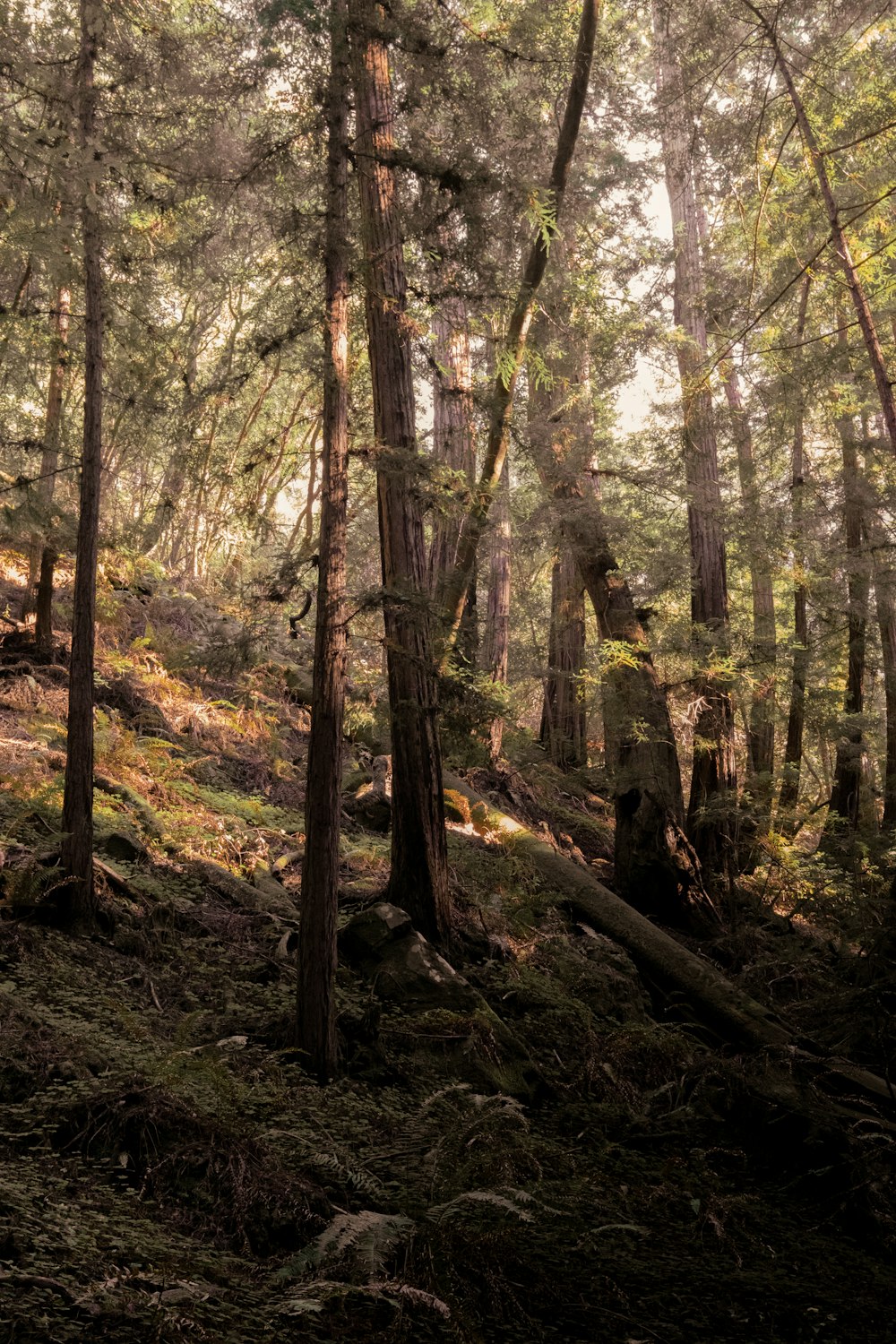 a forest filled with lots of tall trees